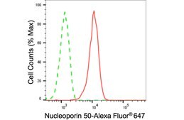 Anti Nucleoporin 50 Antibody, clone 24GB135, Rabbit Monoclonal clone 24GB135, recombinant rabbit monoclonal, expressed in HEK293 cells