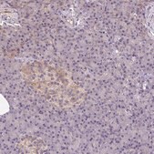 Anti-SEPT10 antibody produced in rabbit Prestige Antibodies&#174; Powered by Atlas Antibodies, affinity isolated antibody, buffered aqueous glycerol solution