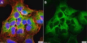Anti-Cav3.2 Antibody, clone 1D17 ZooMAb® Rabbit Monoclonal recombinant, expressed in HEK 293 cells
