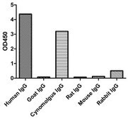 Alpaca Anti-Human IgG(Fcγ) HRP single domain Antibody recombinant Alpaca(VHH) Nano antibody