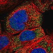 Anti-PLPP6 antibody produced in rabbit Prestige Antibodies&#174; Powered by Atlas Antibodies, affinity isolated antibody, buffered aqueous glycerol solution
