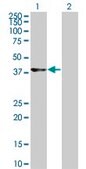 Monoclonal Anti-CDK9, (C-terminal) antibody produced in mouse clone 2D7, purified immunoglobulin, buffered aqueous solution