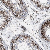 Anti-CABP7 antibody produced in rabbit Prestige Antibodies&#174; Powered by Atlas Antibodies, affinity isolated antibody, buffered aqueous glycerol solution