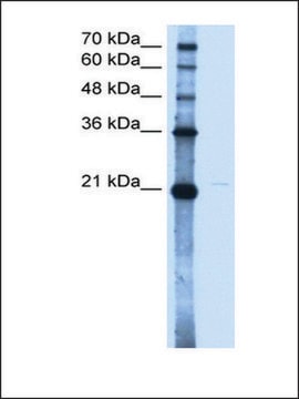 Anti-OLR1 antibody produced in rabbit IgG fraction of antiserum
