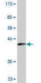 Monoclonal Anti-ENAH antibody produced in mouse clone 3E6, purified immunoglobulin, buffered aqueous solution