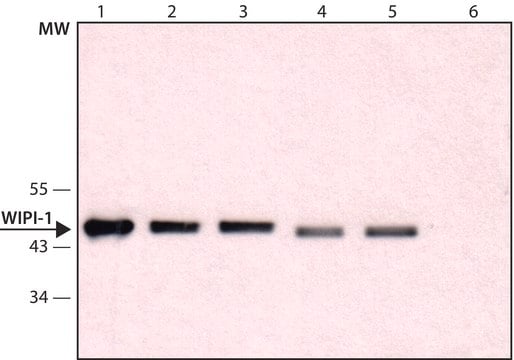 Anti-WIPI-1 (C-terminal) antibody produced in rabbit ~1.0&#160;mg/mL, affinity isolated antibody, buffered aqueous solution