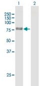 Anti-NCDN antibody produced in mouse IgG fraction of antiserum, buffered aqueous solution
