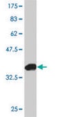 ANTI-FOXC2 antibody produced in mouse clone 1D4, purified immunoglobulin, buffered aqueous solution