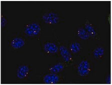 Monoclonal Anti-gammaTubulin antibody produced in mouse clone TU-30