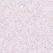 Monoclonal Anti-ELAVL2 antibody produced in mouse Prestige Antibodies® Powered by Atlas Antibodies, clone CL15329, purified antibody (Protein A)