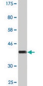 Monoclonal Anti-PTGIS, (C-terminal) antibody produced in mouse clone 3B11, purified immunoglobulin, buffered aqueous solution