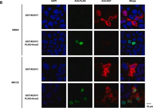 Anti-Glutathione-S-Transferase (GST) antibody produced in rabbit IgG fraction of antiserum, buffered aqueous solution
