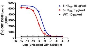 ChemiSCREEN Membrane Preparation Recombinant Human 5-HT4B Serotonin Receptor Human 5-HT4 GPCR membrane preparation for Radioligand binding Assays &amp; GTP&#947;S binding.