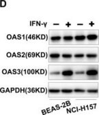Anti-OAS3 (C-term) antibody produced in rabbit IgG fraction of antiserum, buffered aqueous solution