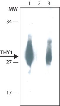 Anti-THY1 antibody, Mouse monoclonal clone TH350, purified from hybridoma cell culture