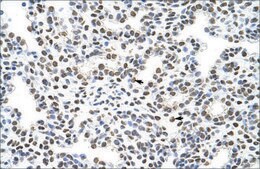 Anti-HNRPA3 antibody produced in rabbit IgG fraction of antiserum