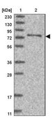 Anti-SYTL5 antibody produced in rabbit Prestige Antibodies® Powered by Atlas Antibodies, affinity isolated antibody, buffered aqueous glycerol solution