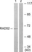 Anti-DRP-2 antibody produced in rabbit affinity isolated antibody