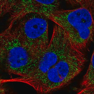 Anti-PHYHIP antibody produced in rabbit Prestige Antibodies&#174; Powered by Atlas Antibodies, affinity isolated antibody