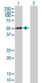 Anti-PTK6 antibody produced in mouse purified immunoglobulin, buffered aqueous solution
