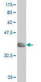 Monoclonal Anti-BOLL antibody produced in mouse clone 2E8, purified immunoglobulin, buffered aqueous solution