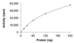 ERK3 (MAPK6), Active PRECISIO® Kinase, recombinant
