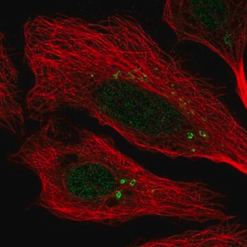 Anti-CEP112 antibody produced in rabbit Prestige Antibodies&#174; Powered by Atlas Antibodies, affinity isolated antibody, buffered aqueous glycerol solution