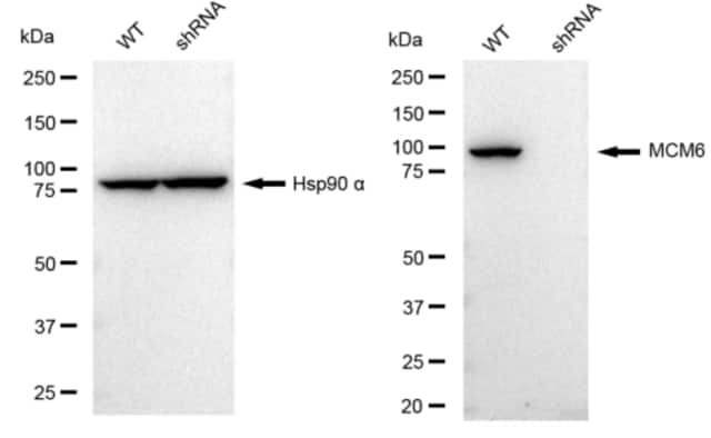KD-Validated Anti MCM6 Antibody, clone 23GB2005, Rabbit Monoclonal clone 23GB2005, recombinant rabbit monoclonal, expressed in HEK293 cells