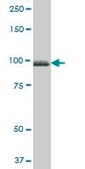 Anti-FBLN1 antibody produced in mouse purified immunoglobulin, buffered aqueous solution