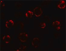Anti-KAL1 antibody produced in rabbit affinity isolated antibody