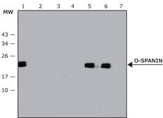 Anti-O-spanin antibody produced in rabbit affinity isolated antibody, buffered aqueous solution