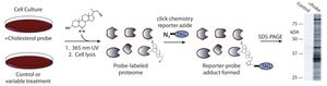 Photo-reactive Clickable trans-Sterol Probe 95%