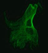 Monoclonal Anti-Tubulin, Tyrosine antibody produced in mouse clone TUB-1A2, ascites fluid