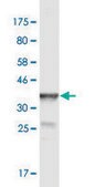 Monoclonal Anti-POGK antibody produced in mouse clone 2D3, purified immunoglobulin, buffered aqueous solution