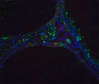 Anti-DNASE II antibody produced in rabbit affinity isolated antibody, buffered aqueous solution