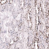 Monoclonal Anti-POU3F3 antibody produced in mouse Prestige Antibodies® Powered by Atlas Antibodies, clone CL15308, purified antibody (Protein A)