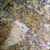 Anti-phospho-PDGFR &#946; (pTyr740) antibody produced in rabbit affinity isolated antibody