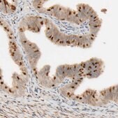 Anti-FMO1 antibody produced in rabbit Prestige Antibodies&#174; Powered by Atlas Antibodies, affinity isolated antibody, buffered aqueous glycerol solution