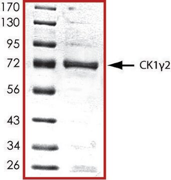 CK1 &#947; 2, active, GST tagged human PRECISIO&#174; Kinase, recombinant, expressed in baculovirus infected Sf9 cells, &#8805;70% (SDS-PAGE), buffered aqueous glycerol solution
