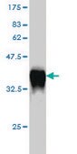 Monoclonal Anti-GCH1 antibody produced in mouse clone 4A12, purified immunoglobulin, buffered aqueous solution