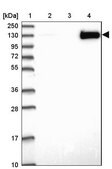 Anti-JMY antibody produced in rabbit Prestige Antibodies&#174; Powered by Atlas Antibodies, affinity isolated antibody, buffered aqueous glycerol solution