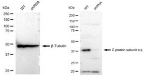 KD-Validated Anti G protein subunit alpha q Antibody, clone 23GB1295, Rabbit Monoclonal clone 23GB1295, recombinant rabbit monoclonal, expressed in HEK293 cells