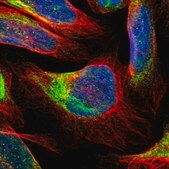 Anti-FAM118A antibody produced in rabbit Prestige Antibodies&#174; Powered by Atlas Antibodies, affinity isolated antibody, buffered aqueous glycerol solution