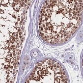 Anti-C9orf40 antibody produced in rabbit Prestige Antibodies&#174; Powered by Atlas Antibodies, affinity isolated antibody, buffered aqueous glycerol solution