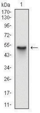 Monoclonal Anti-SKP1 antibody produced in mouse clone 4E11, ascites fluid