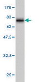 Monoclonal Anti-MKNK1 antibody produced in mouse clone 3E1, purified immunoglobulin, buffered aqueous solution