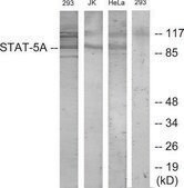 Anti-STAT5A antibody produced in rabbit affinity isolated antibody