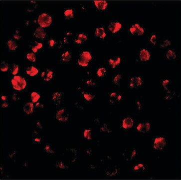 Anti-IRAK2 (ab1) antibody produced in rabbit affinity isolated antibody, buffered aqueous solution