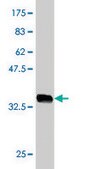 Monoclonal Anti-HIRIP3 antibody produced in mouse clone 3B3, purified immunoglobulin, buffered aqueous solution