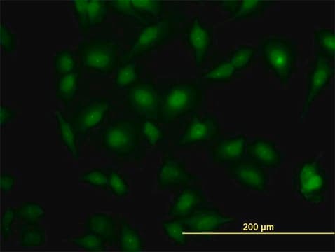 ANTI-MAPK3 antibody produced in mouse clone 1E2, purified immunoglobulin, buffered aqueous solution